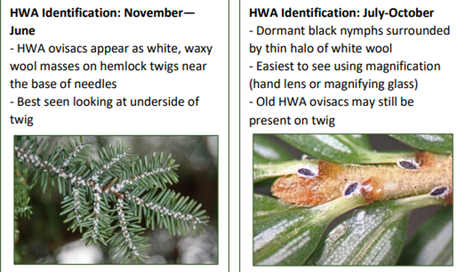 A side-by-side comparison of what the Hemlock Wooly Adelgid looks like throughout the year, comparing November-June with July-October