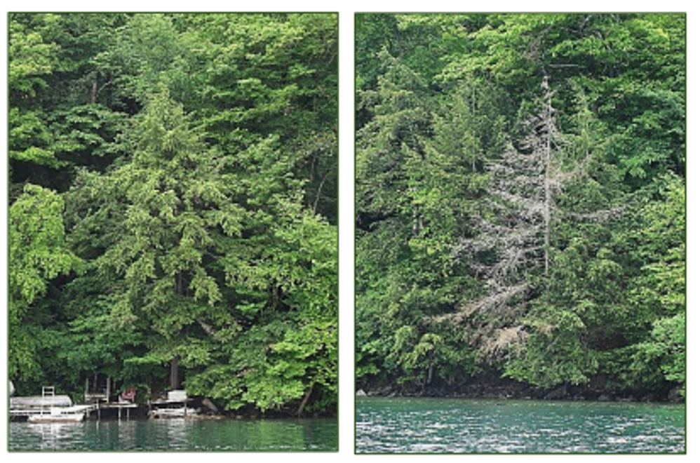 A side-by-side comparison of two images. One is a healthy Hemlock (left) versus one that may be suffering from an HWA infestation (right)